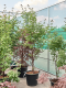 Acer griseum (190-240)