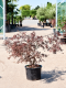 Acer Palmatum 'Garnet' (100-120)