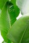 Alocasia Branchifolia Pink Passion blad