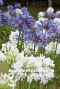 Agapanthus blue white mix blumenzwiebeln