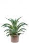 Agave desmettiana