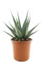 Agave montana p24