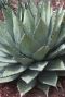 Agave neomexicana gartenpflanze p22