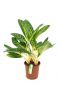 Aglaonema Key Lime