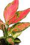 Aglaonema cherry baby 1