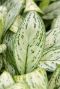 Aglaonema christina p;flanze buntes blatt