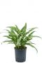 Aglaonema cutlass hydrokultur