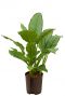 Aglaonema freedman hydro pflanz