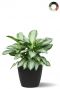 Aglaonema im topf