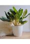 Aglaonema Key Lime