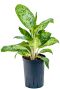 Aglaonema pearl hydro