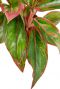 Aglaonema pflanze mit rote streifen