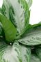 Aglaonema silver bay buntes blatt