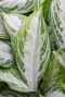 Aglaonema silver bay blatt silber grün