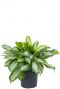 Aglaonema silver moon 27