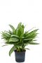Aglaonema silver queen zimmerpflanze