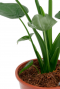 grüne stiehlen Alocasia Cucullata 