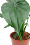 herzformig grosses blatt Alocasia Cucullata