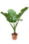 Alocasia macrorrhiza