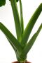 Alocasia macrorrhiza