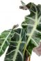 Alocasia polly zimmerpflanze