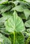 Alocasia cucullata blad 1
