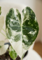 Alocasia Frydek Variegata 6 cm