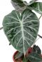 Alocasia marocco purple night