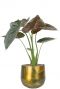Alocasia im Metallblumentopf