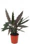 Alocasia lauterbachiana kamerplant 1