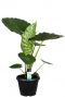 Alocasia macrorrhiza kamerplant