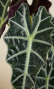 Alocasia polly