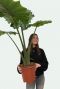 Alocasia portodora 1