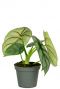 Alocasia stecklinge