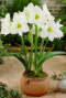 Amaryllis cozy fluffy wit sfeer 2