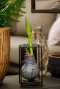 Amaryllis industrial zwart sfeer