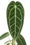 Anthurium warocqueanum-2