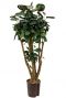 Aralia fabian hydrokulturpflanze