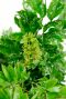Aralia neues blatt