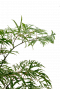 Aralia pflanze