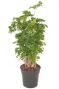 Aralia polyscias roble plant
