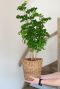 Aralia roble