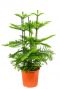 Araucaria heterophylla zimmertanne