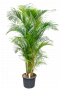 areca chrysalidoc lutescens goldfruchtpalme 40cm