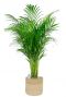 Areca in jute mand