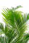 areca Schöne Zimmerpflanze 40cm