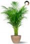 Areca palme im Topf 1 1