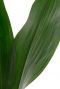 Aspidistra  blatt