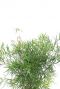Asparagus falcatus feines blatt