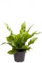 Asplenium crispy wave